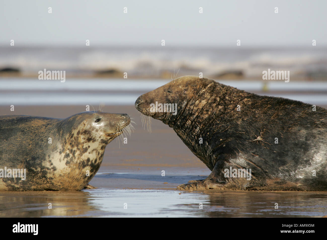 Bull island dublin seals hi-res stock photography and images - Alamy