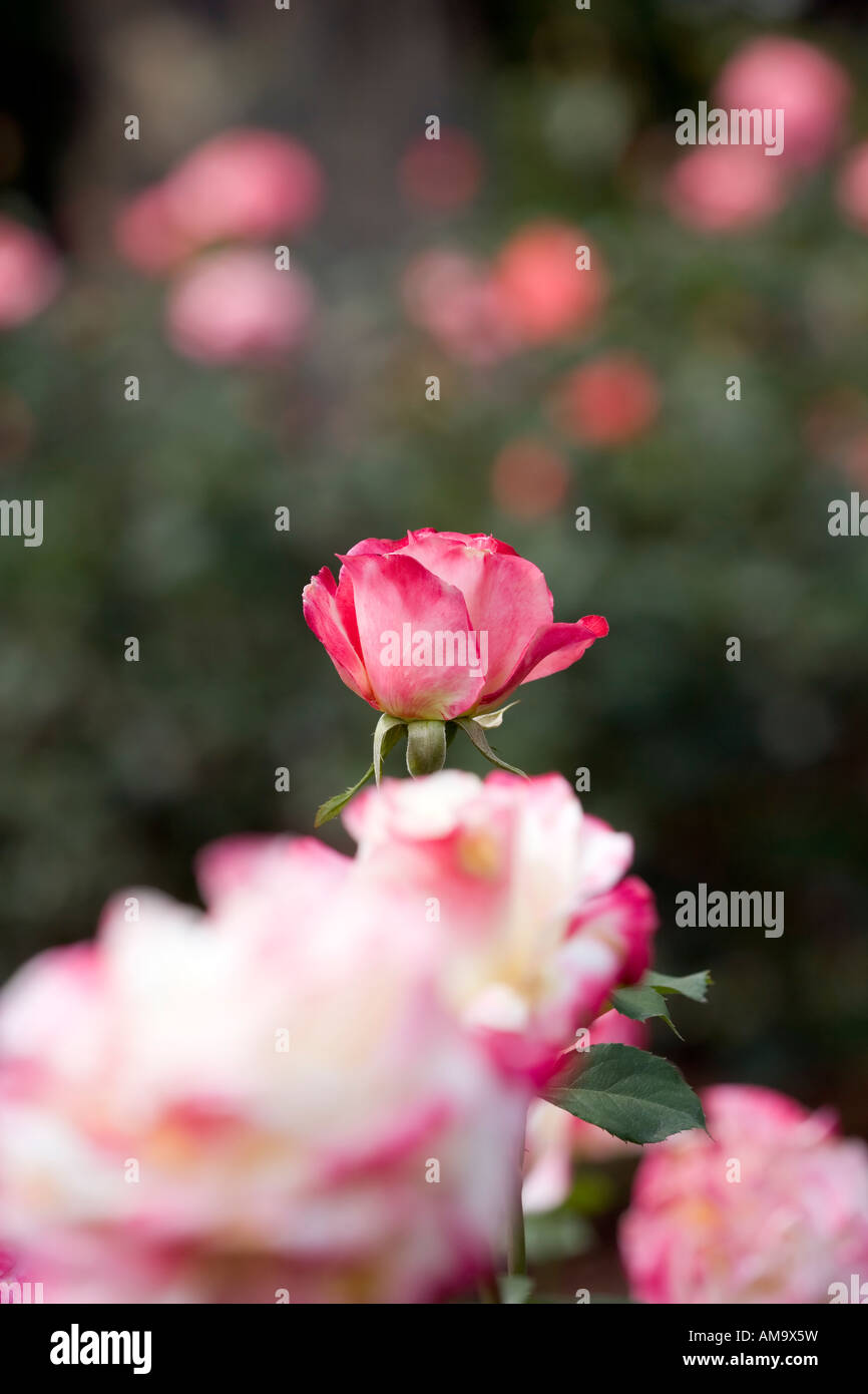 Pink Rose behind Cluster of WhitePink Roses in Raleigh, North Carolina