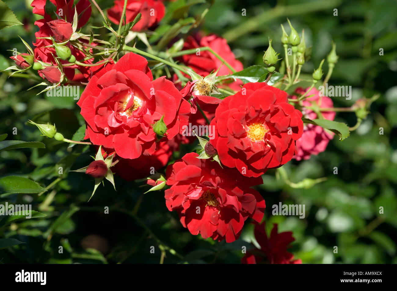 Cluster Of Three Red Roses And Rose Buds In Raleigh North