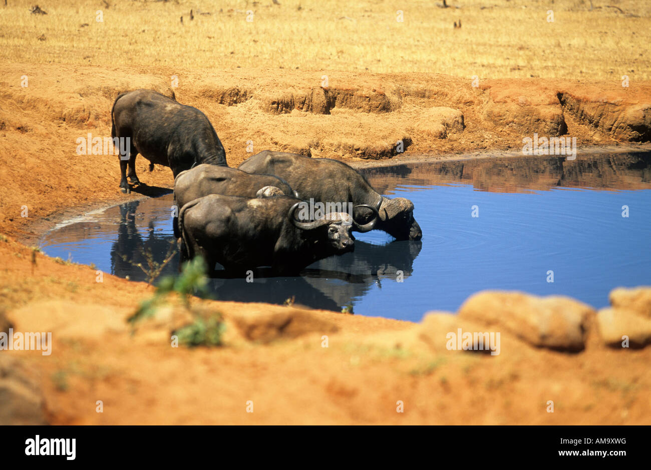 east africa kenya tsavo east game voi buffalo drinking water hole Stock Photo -