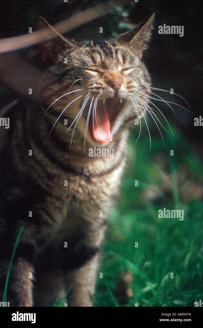Pet Tabby cat yawning, Stock Photo