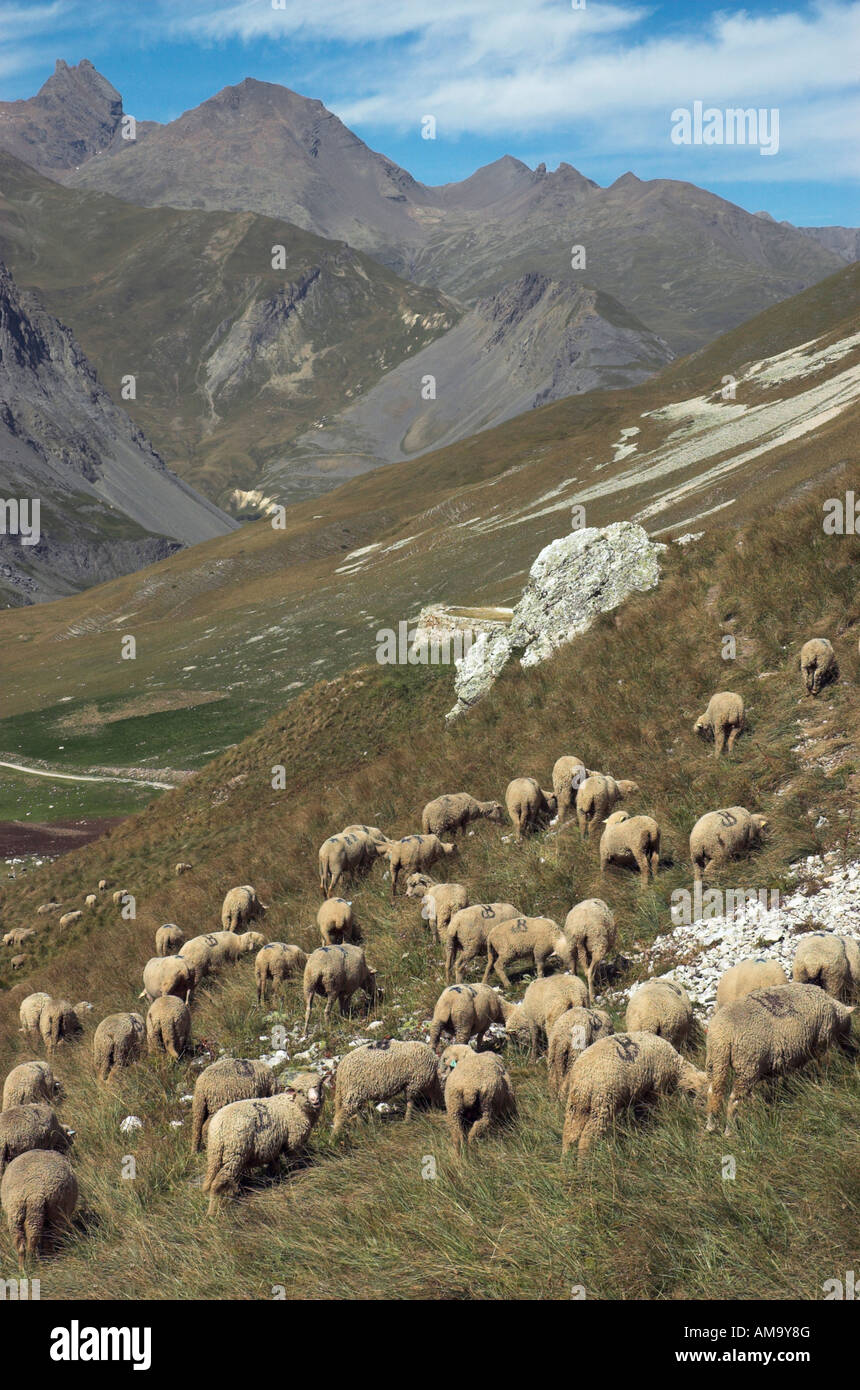 Sheep In The French Alps High Resolution Stock Photography and Images ...
