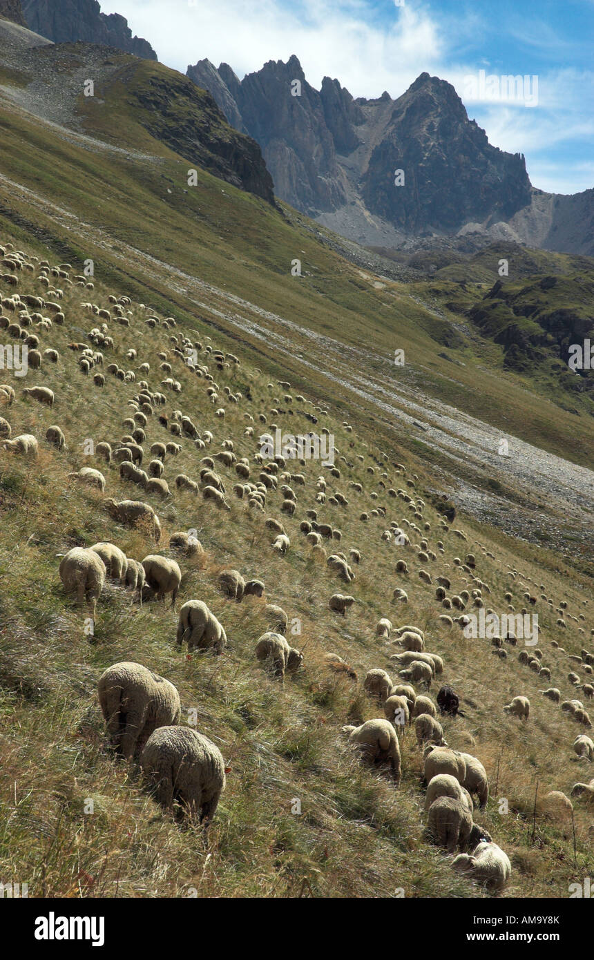sheep grazing on a steep hillside in the French Alps Stock Photo - Alamy