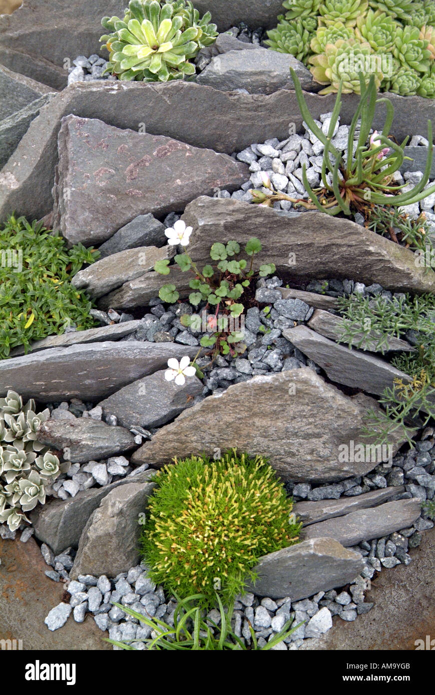 Alpine rock garden close up saxifrage early spring moss clump mound plant planting arrangement contrived Stock Photo