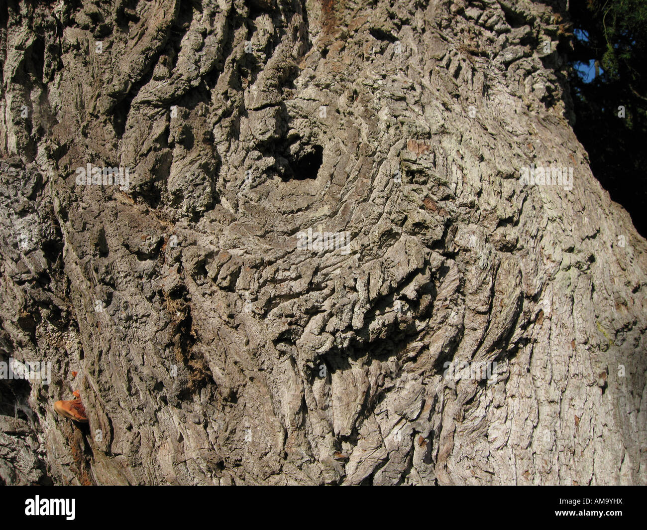 Elephant tree hi-res stock photography and images - Alamy