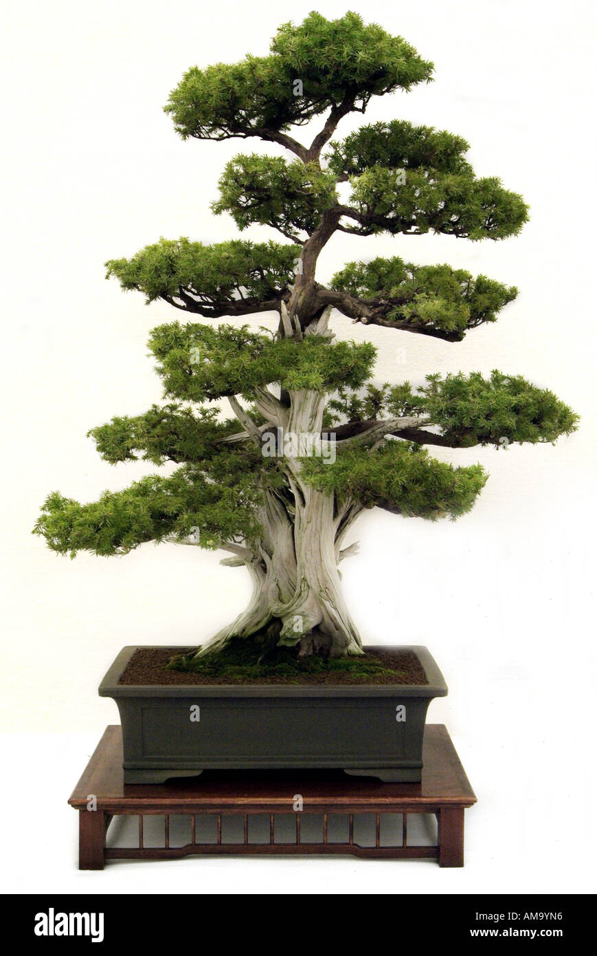 needle juniper bonsai bonzai Chinese china Japan Japanese east eastern  oriental orient Stock Photo - Alamy