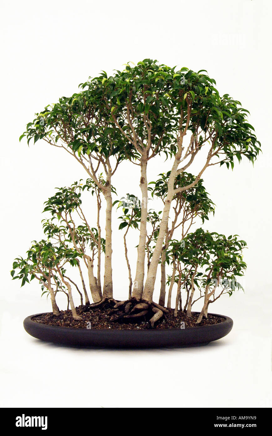 bonsai bonzai Chinese china Japan Japanese east eastern oriental orient  Stock Photo - Alamy