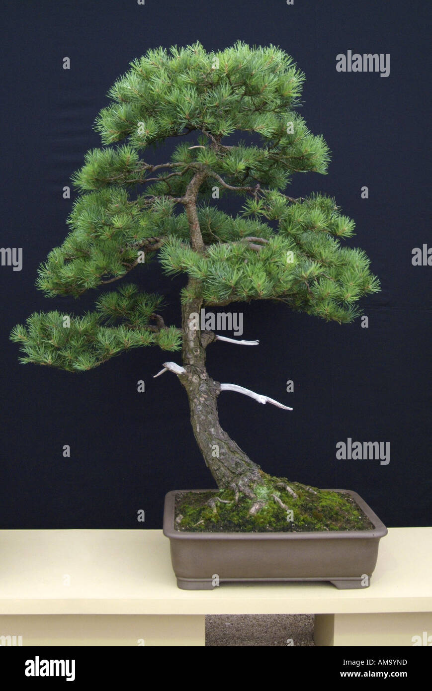 guaranteed real bonsai Ficus Retusa Bonsai in Chinese pot  Planty Kenya