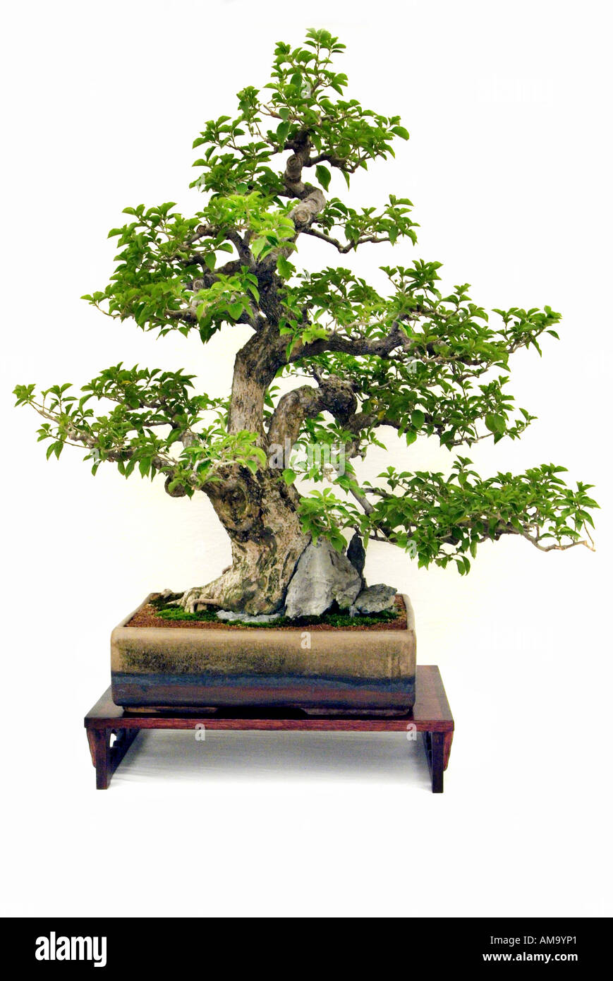 bougainvillea informal upright style 1920 bonsai bonzai Chinese china Japan Japanese east eastern oriental orient Stock Photo
