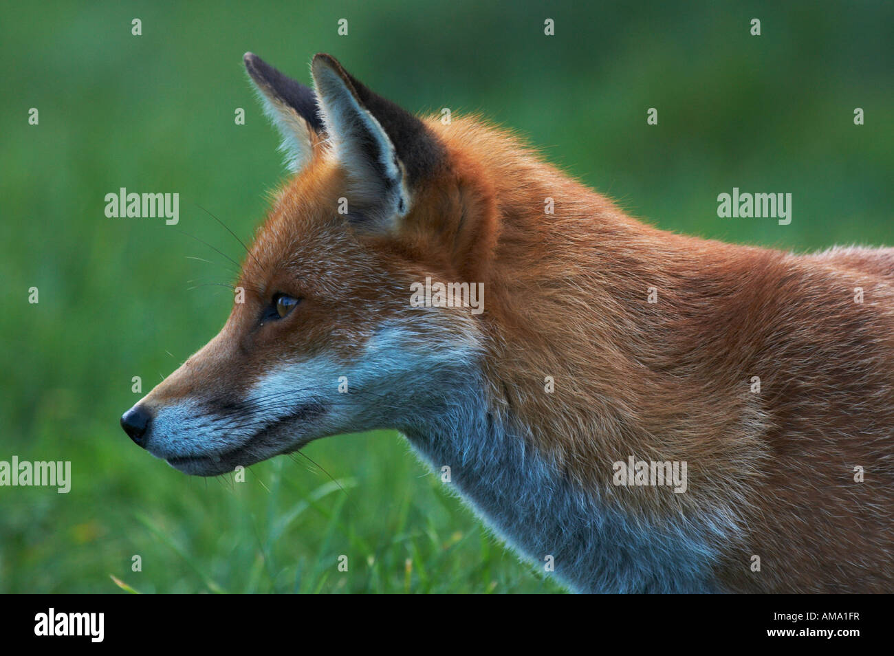 Profile picture fox Megan Fox