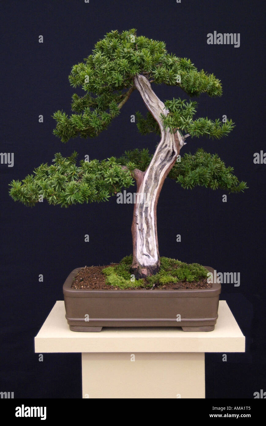 taxus cuspidata Japanese yew bonsai Chinese china Japan Japanese east eastern oriental orient tree evergreen miniature dwarf shr Stock Photo