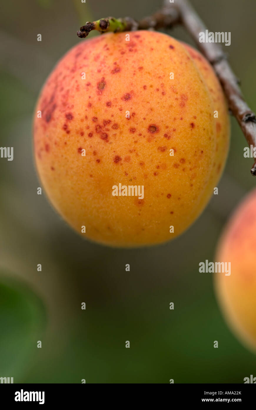 apricots on an apricot tree in the south of france which ripen july and