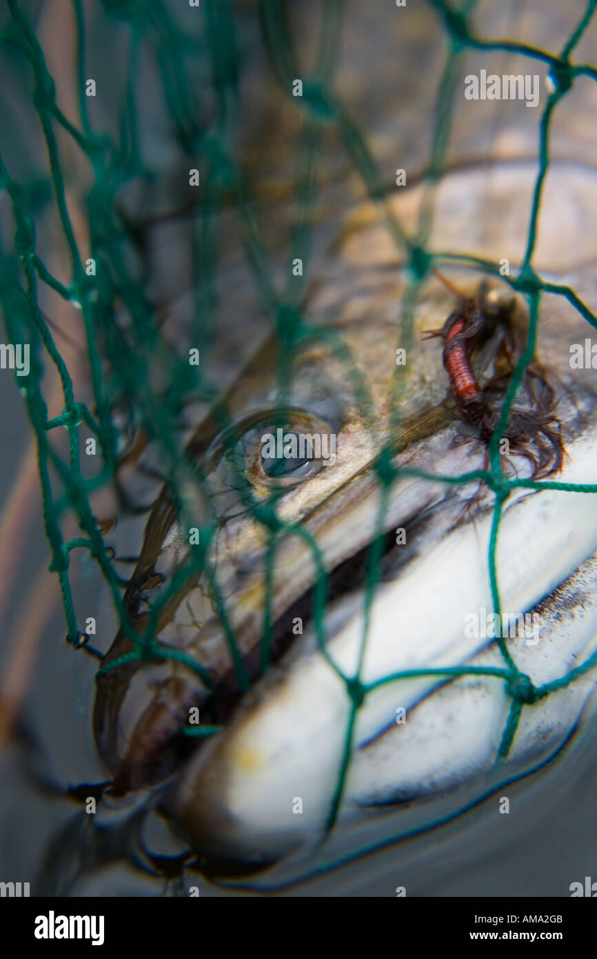 Brook trout in net Call Lake Smithers BC Stock Photo Alamy