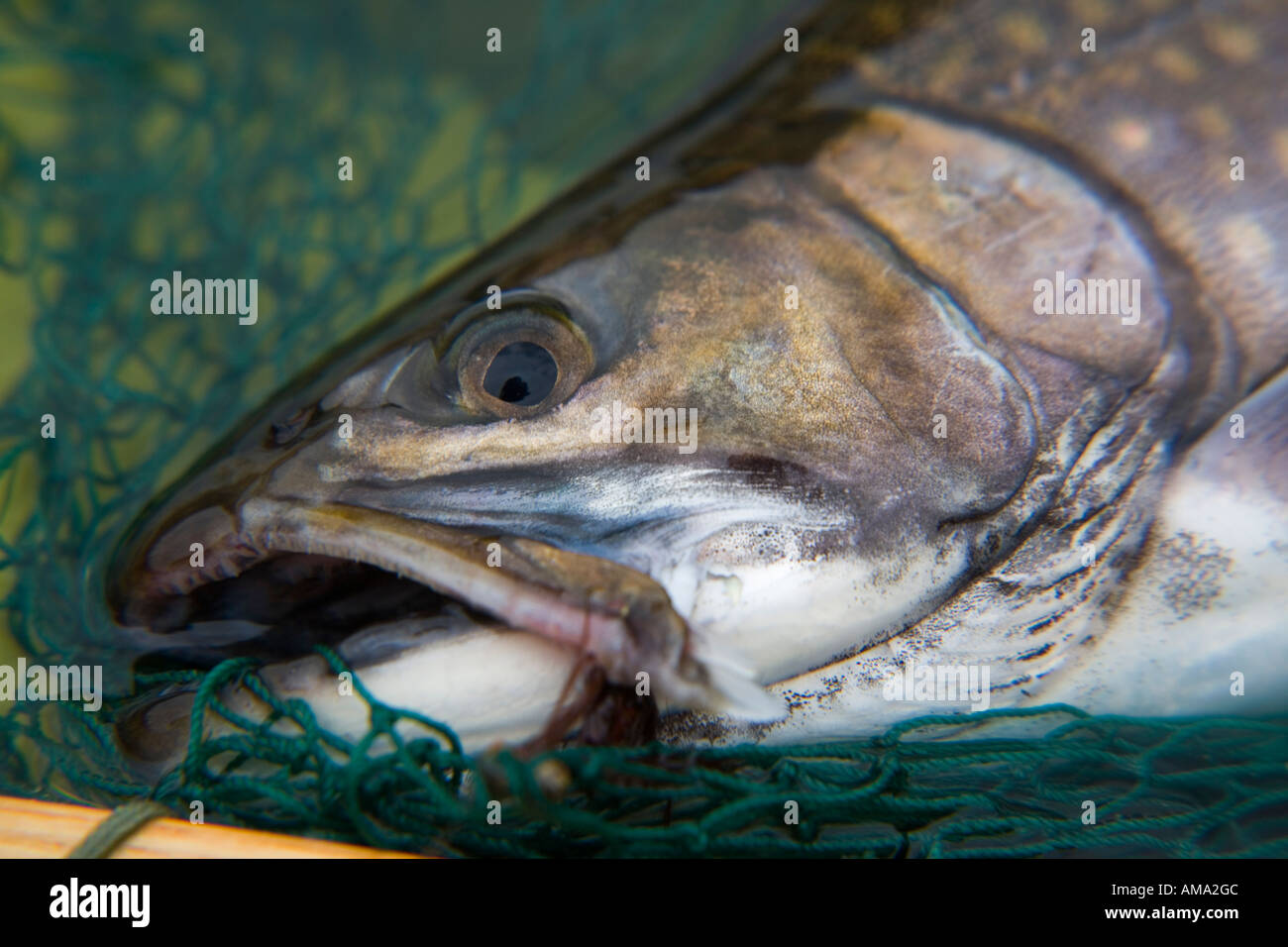 Brook trout in net Call Lake Smithers BC Stock Photo Alamy