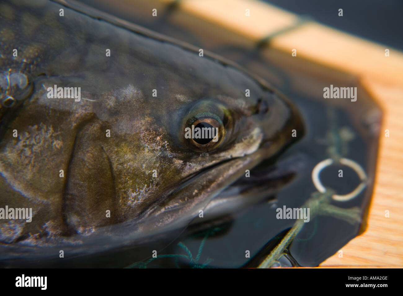 Brook trout in net Call Lake Smithers BC Stock Photo Alamy