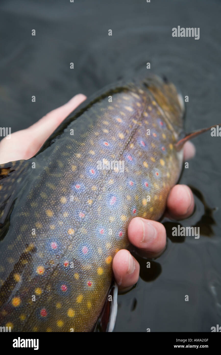 Brook trout being released Call Lake Smithers BC Stock Photo Alamy