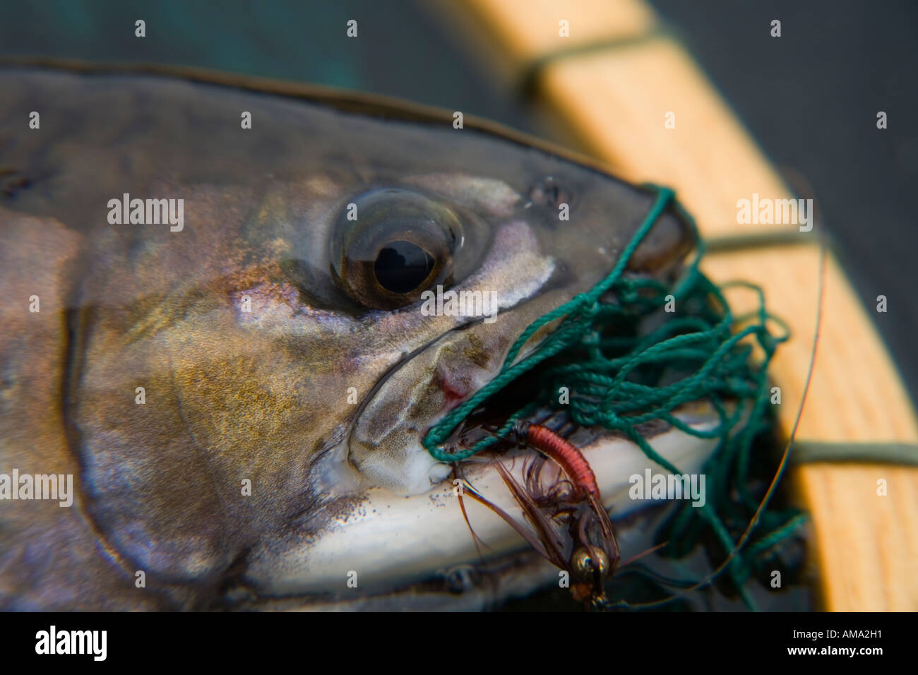 Brook trout in net Call Lake Smithers BC Stock Photo Alamy