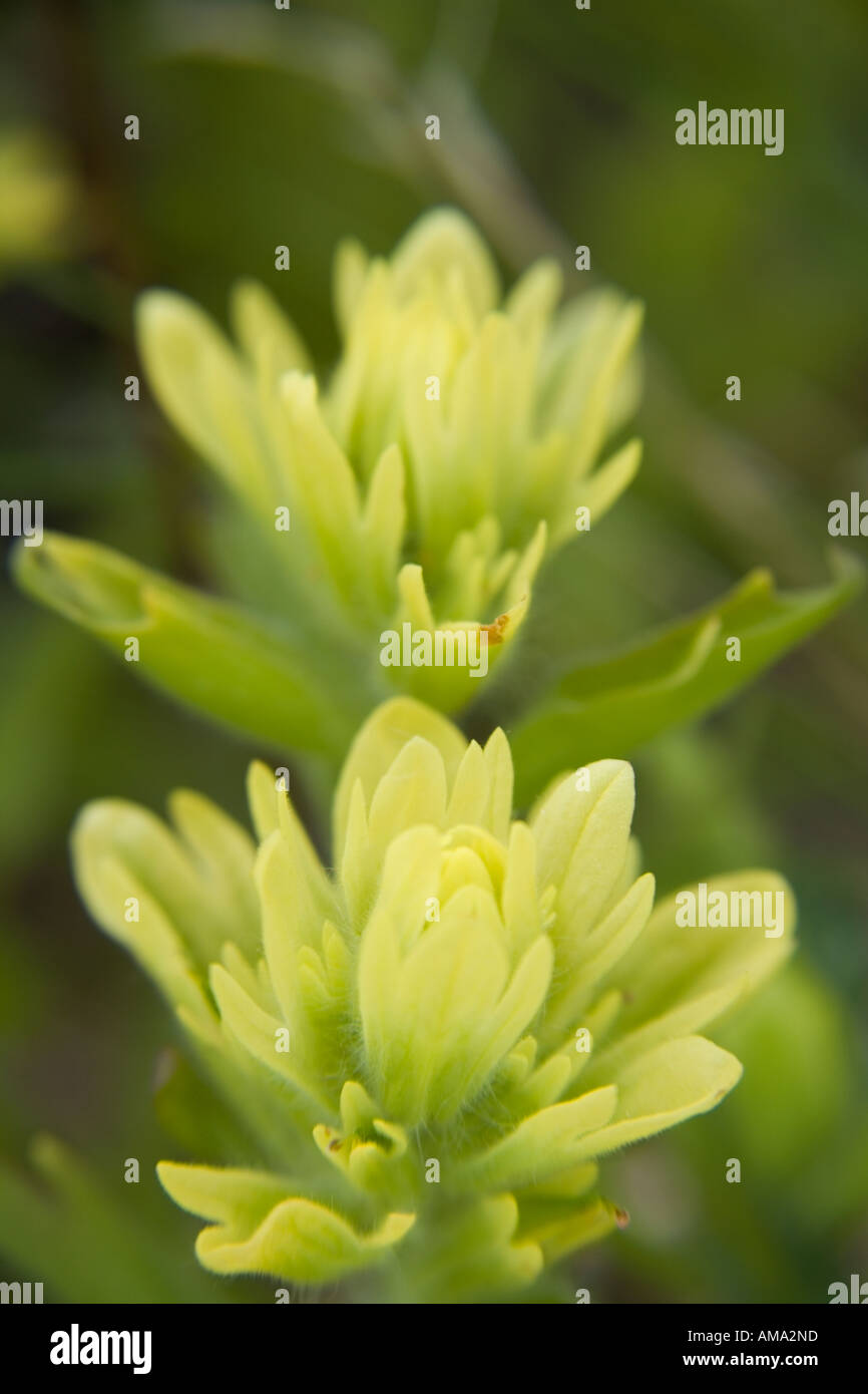 castilleja sulphurea paintbrush plant reddit bing castilleja sulphurea paintbrush plant reddit bing
