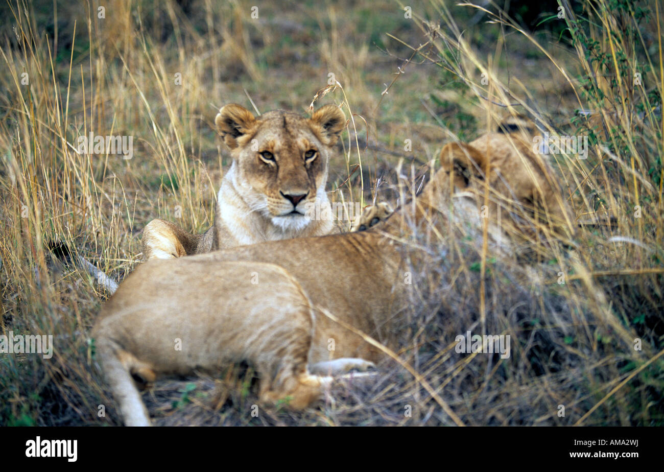 east africa kenya masai mara game park lions Stock Photo - Alamy