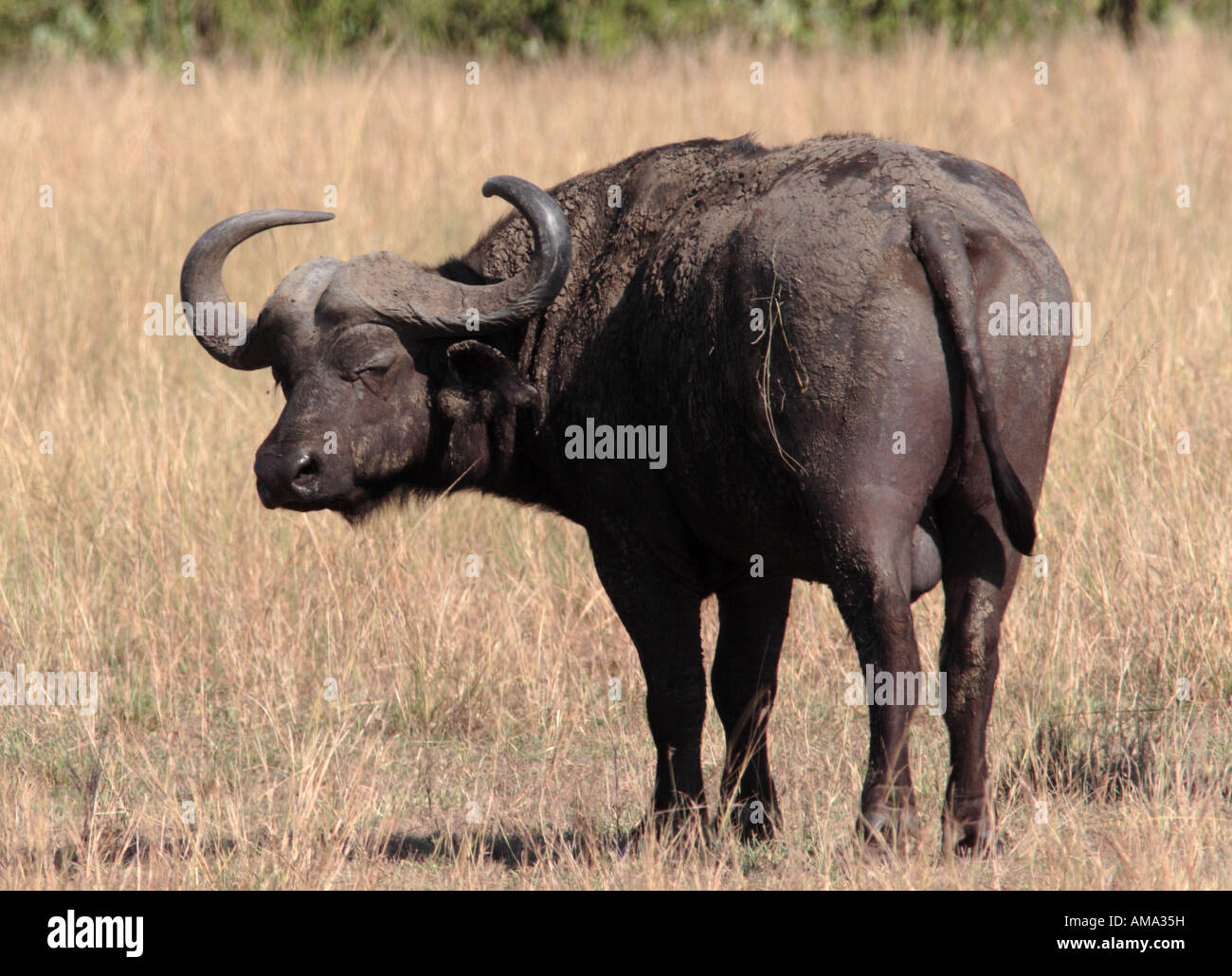 Buffalo bull, Syncerus caffer Stock Photo