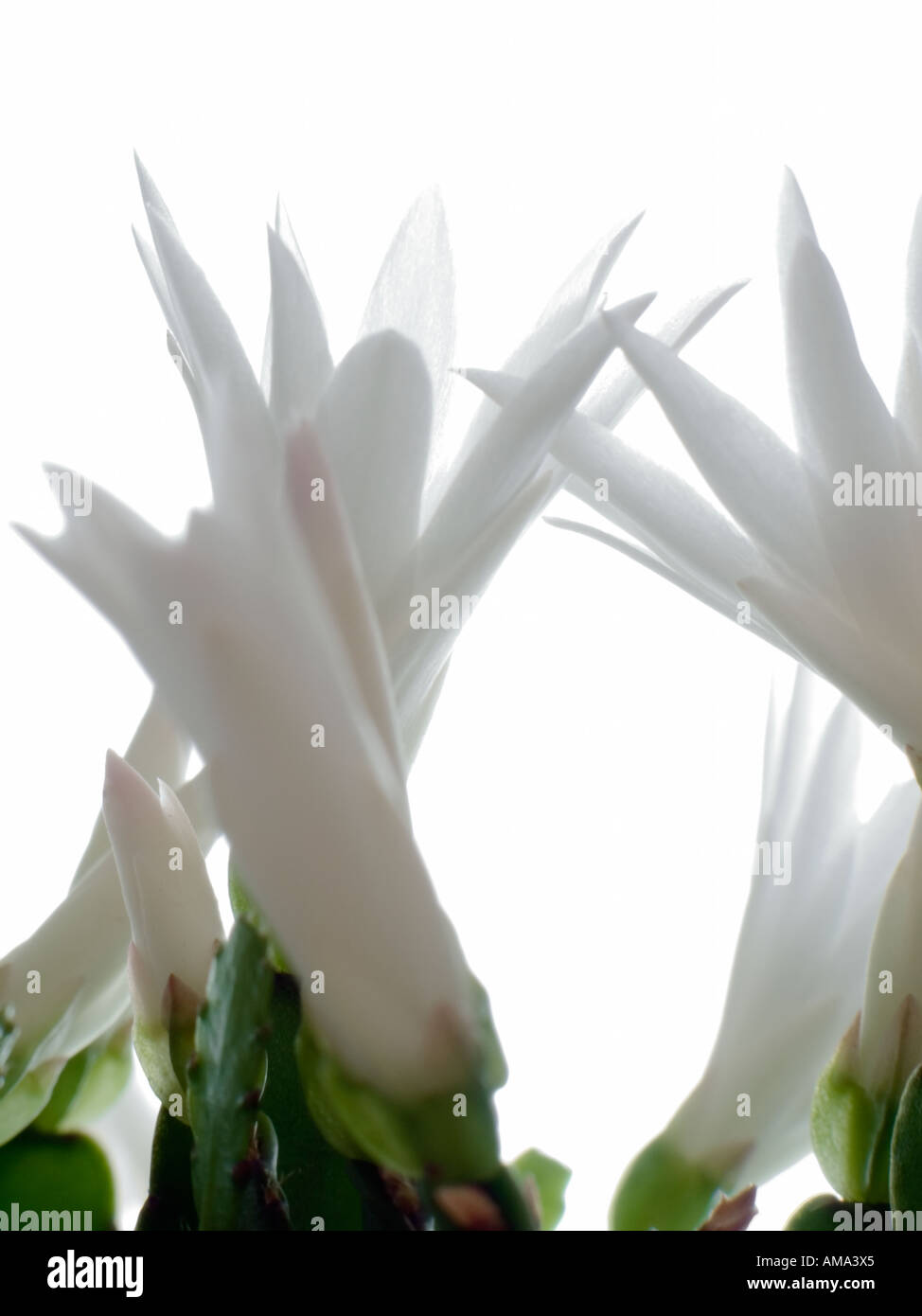 White cactus flowers Stock Photo