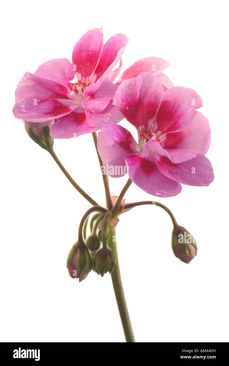 Geranium Pelargonium x hortorum flowers Stock Photo