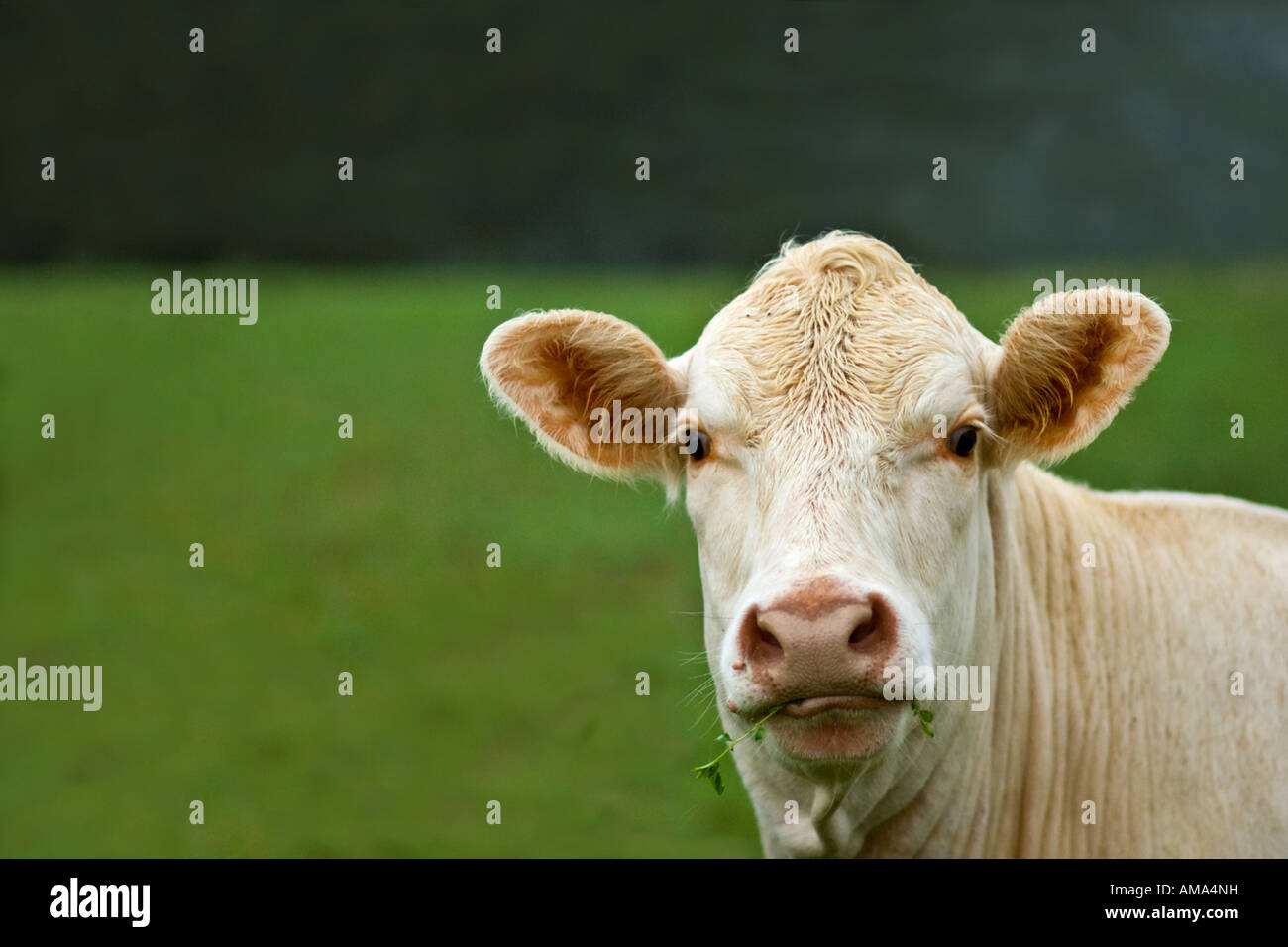 A Portrait of a Cow Stock Photo - Alamy