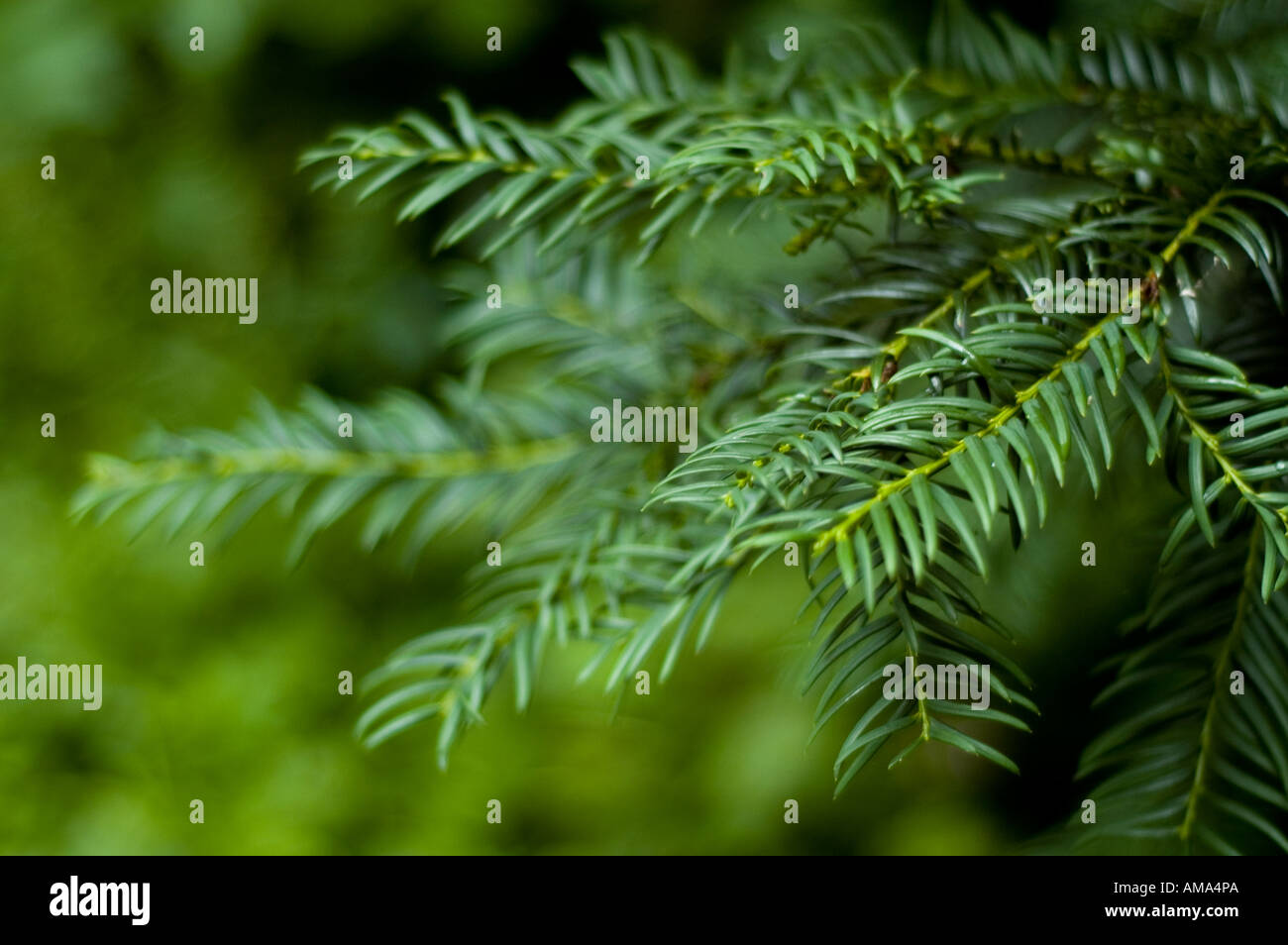Fir Tree leaves Stock Photo - Alamy