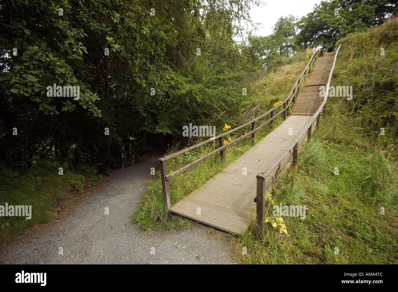 Forest Steps Stock Photo