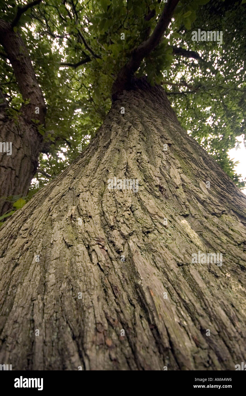 Climbing tall tree hi-res stock photography and images - Alamy