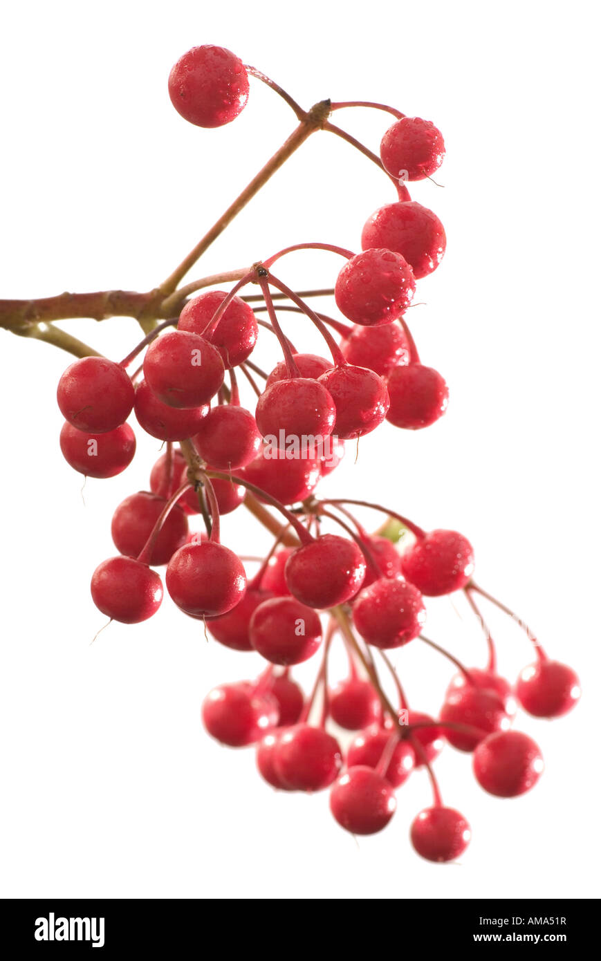 Coralberry Ardisia crenata Stock Photo