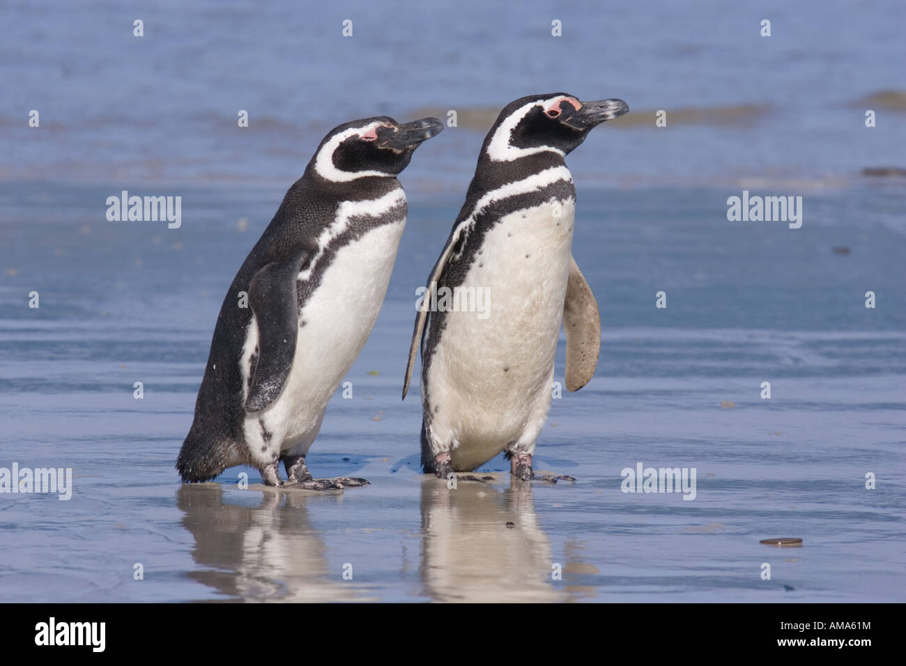 A pair of magellanic penguins rest together on the beach after returning from feeding in the ocean Stock Photo