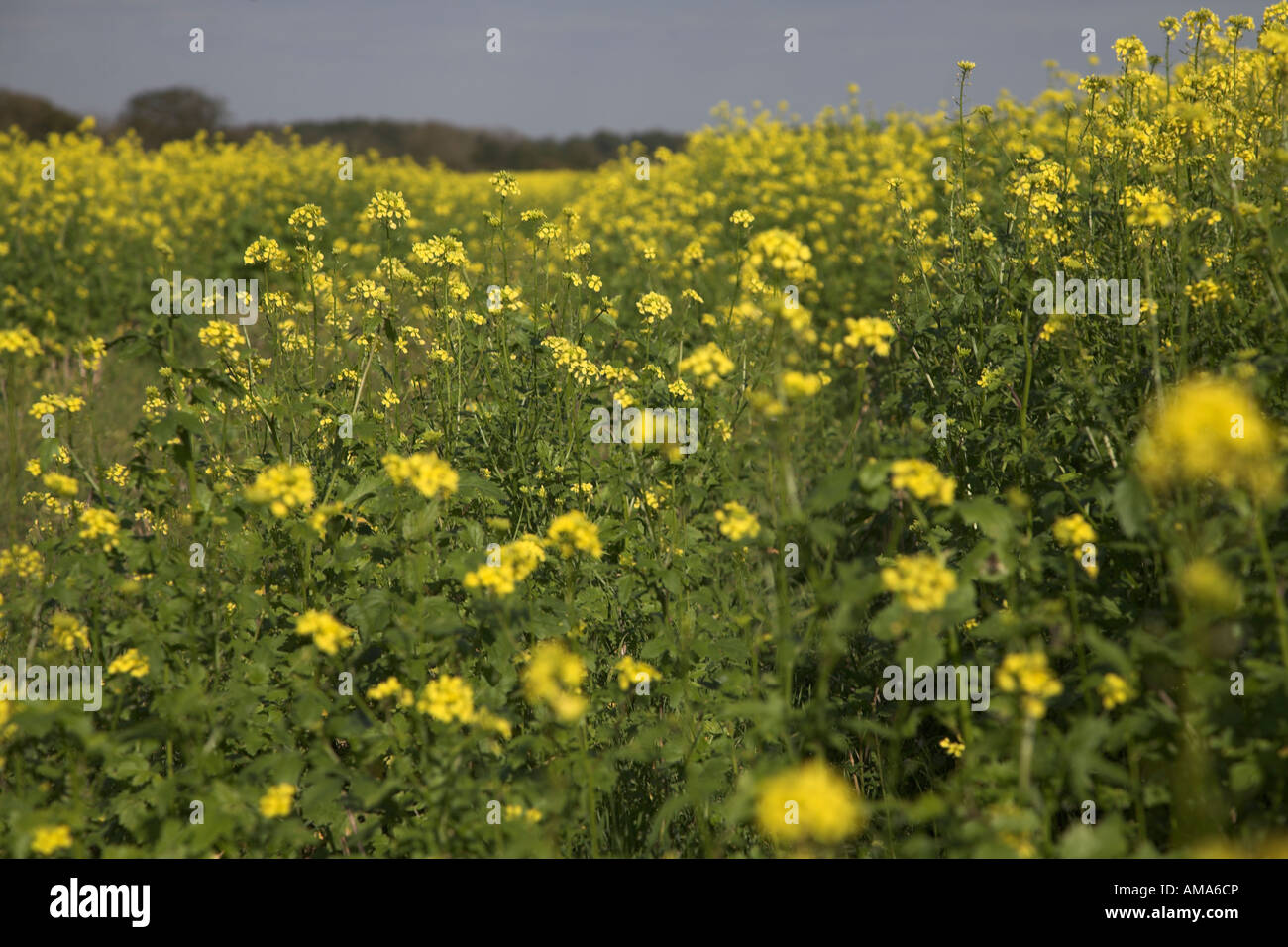 Yellow mustard field close up Stock Photo Alamy