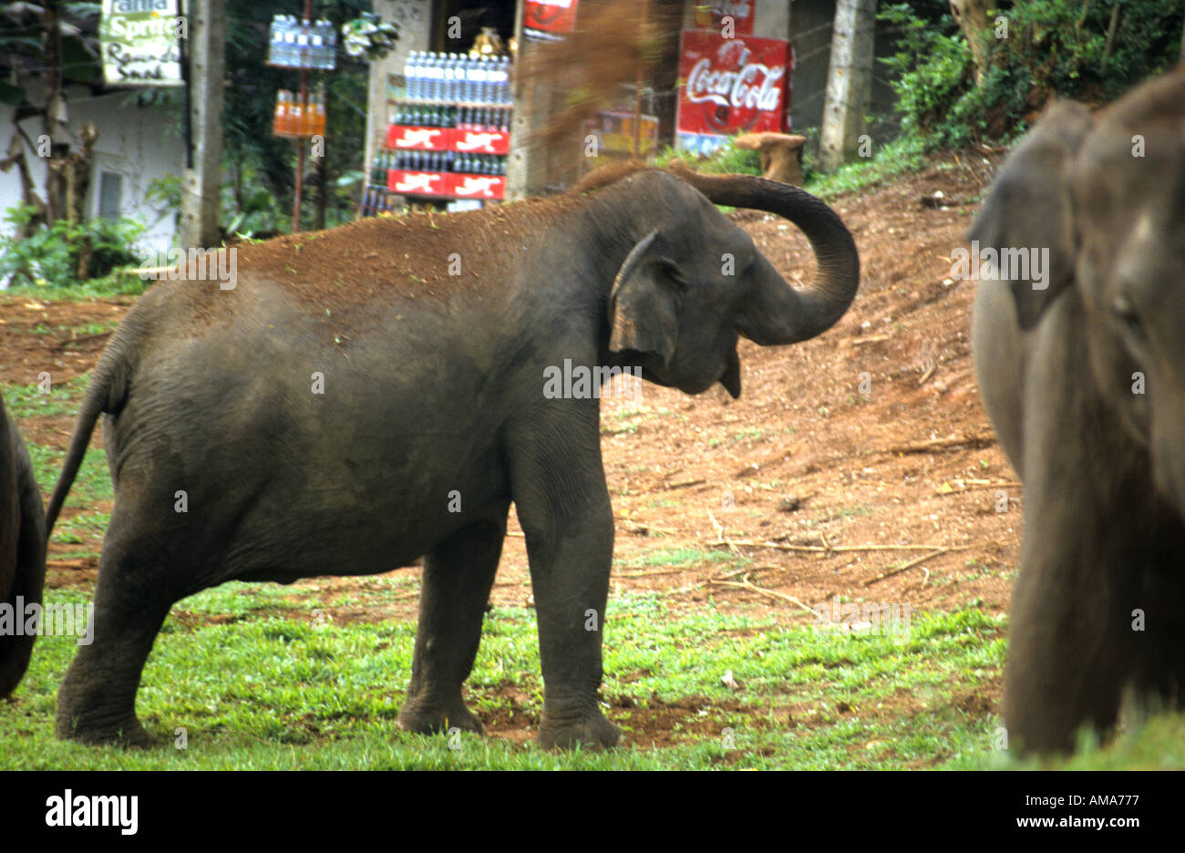Elephants Pinnewala Elephant Orphanange Hill Country nr Kandy Sri Lanka Stock Photo