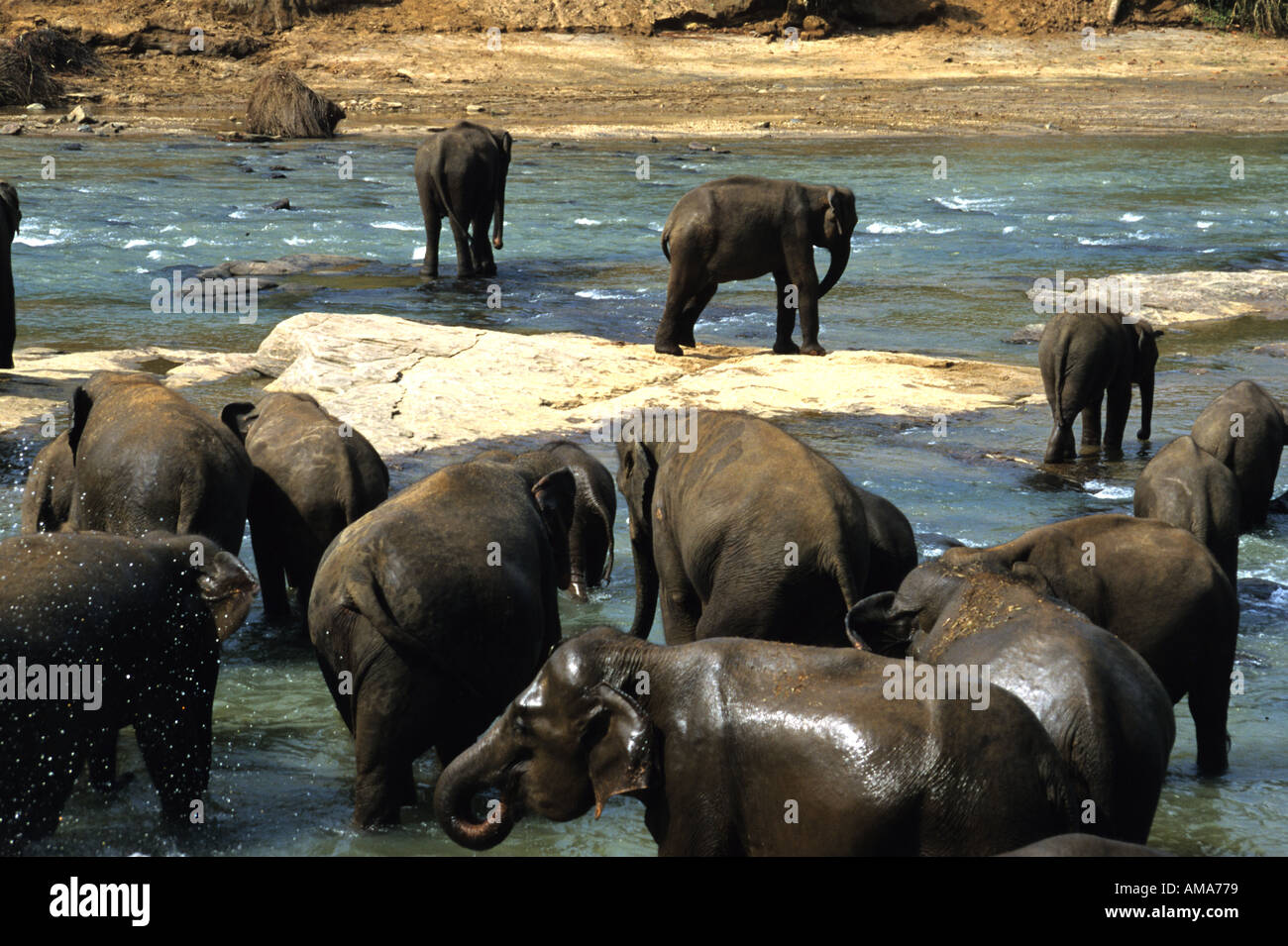 Elephants Pinnewala Elephant Orphanange Hill Country nr Kandy Sri Lanka Stock Photo