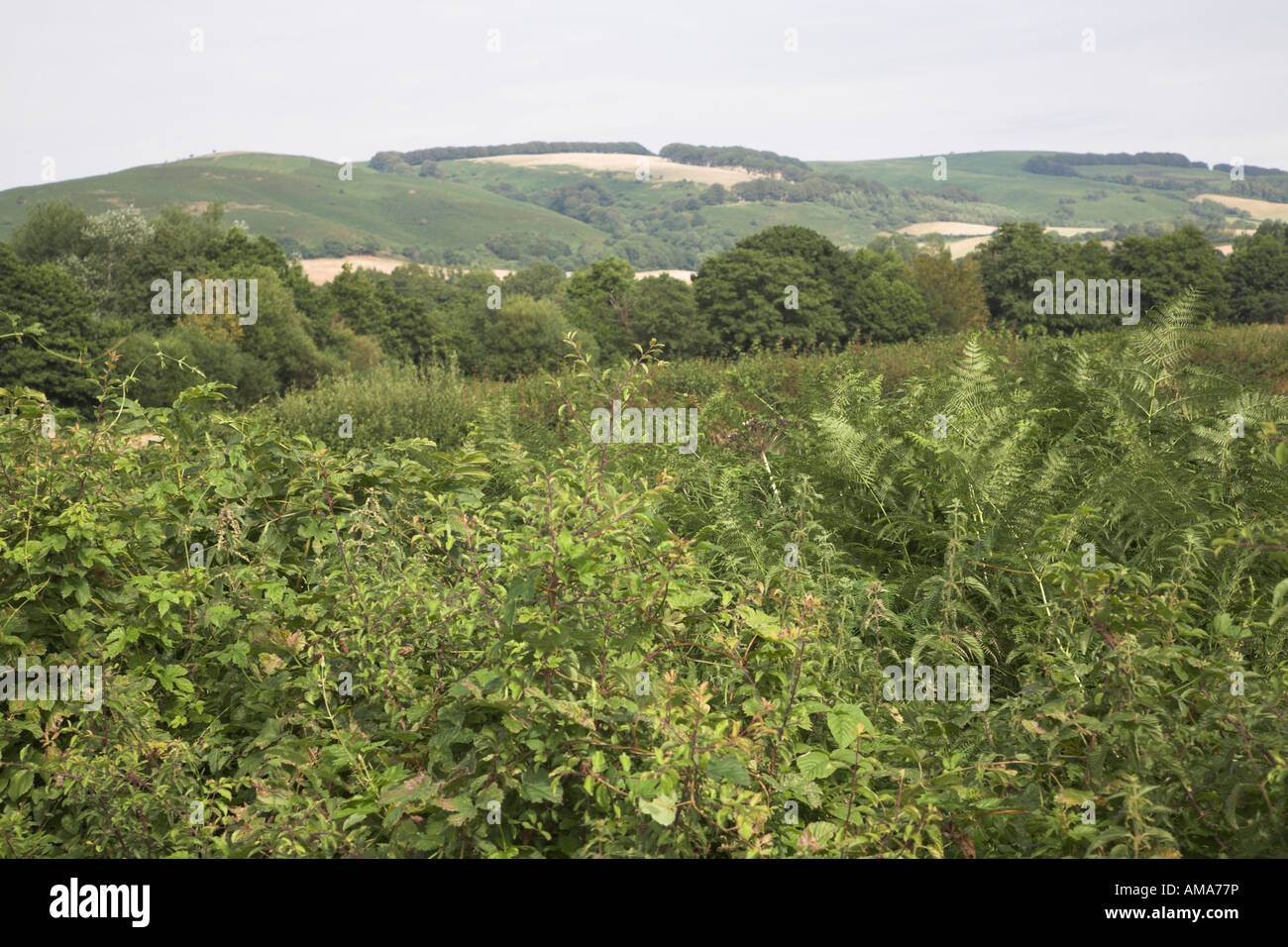 Quantock Hills from near Stogumber, Somerset, England Stock Photo Alamy
