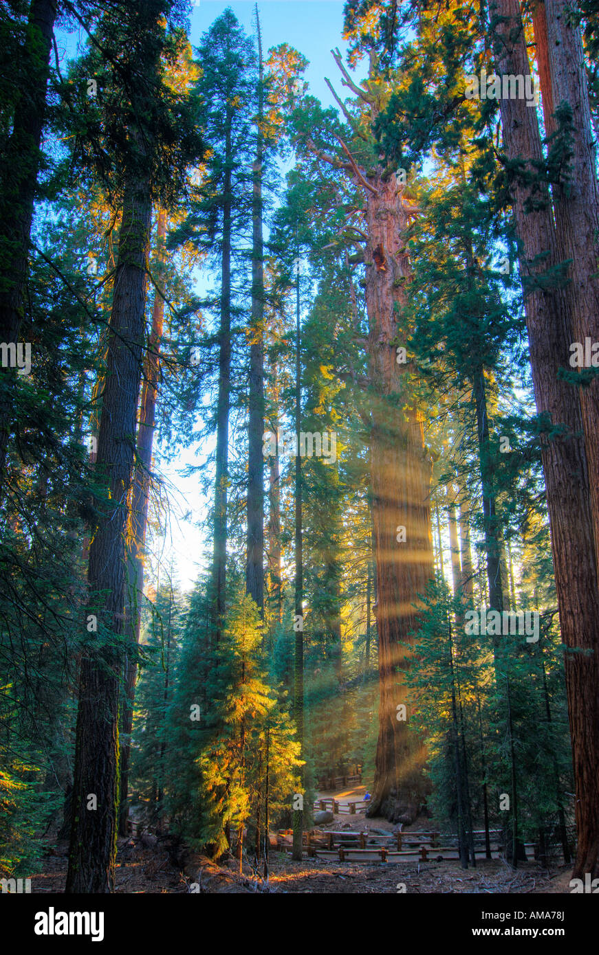 General Sherman Tree in Sequoia National Park. Sunset with sunbeams or godbeams shine through the forest. Stock Photo