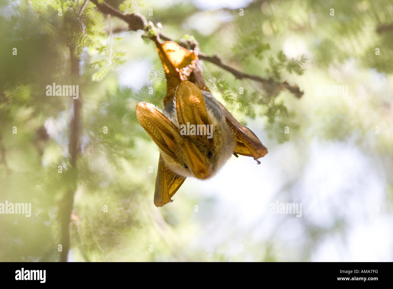 insect eating yellowwinged bat Stock Photo Alamy