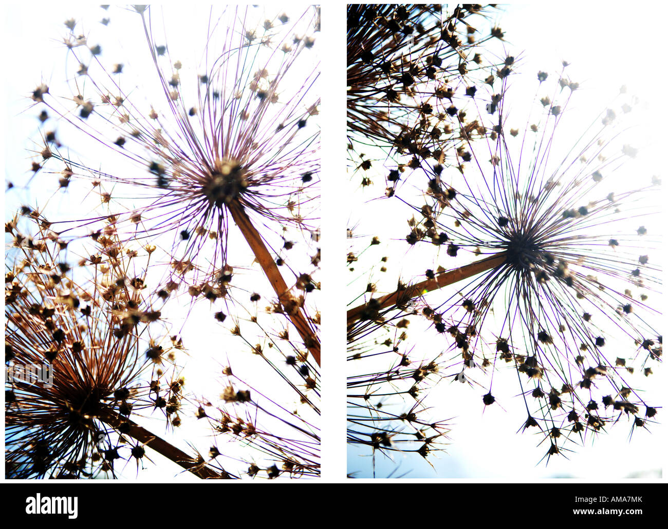 Dried Allium Seed Heads Stock Photo Alamy