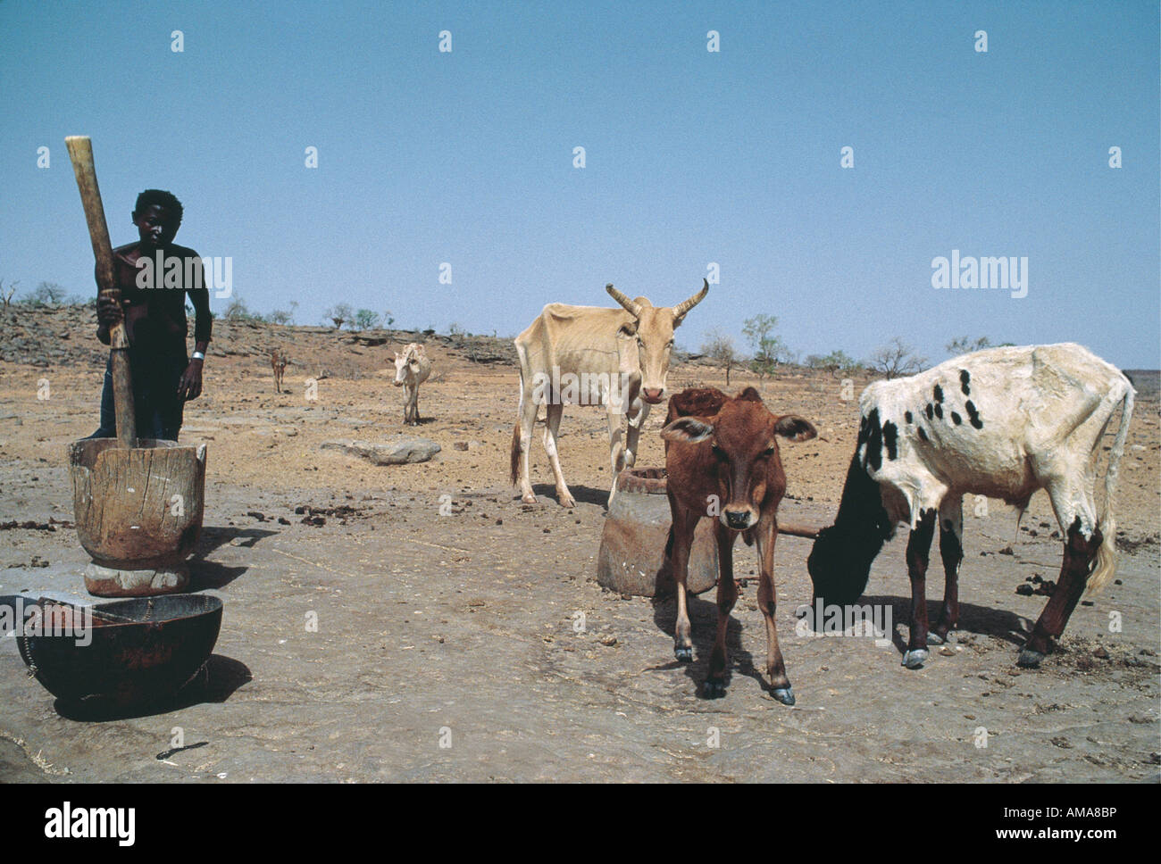 Man pounding grain with a large wooden pestle and mortar Nearby there are four emaciated skinny cows Niger West Africa Stock Photo