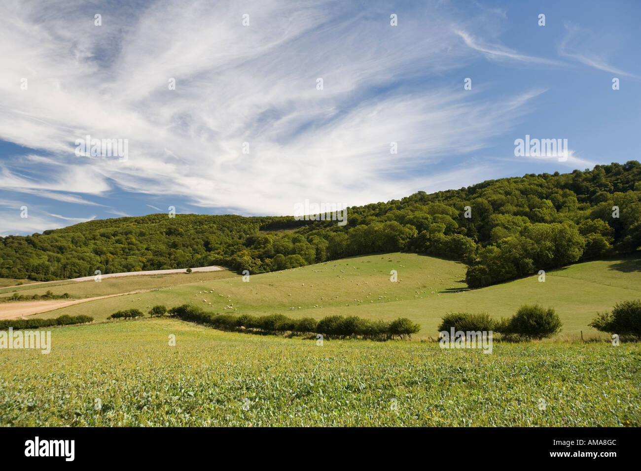 West Sussex South Downs NP Didling Hill and Linch Down Stock Photo Alamy