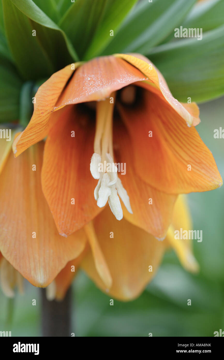 Fritillaria Imperialis Stock Photo