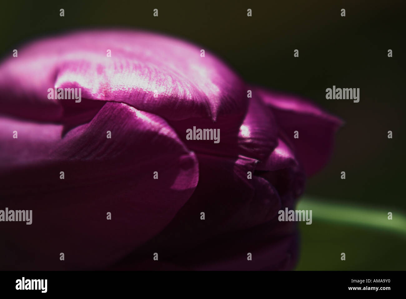 Photograph of a purple flower hi-res stock photography and images - Alamy
