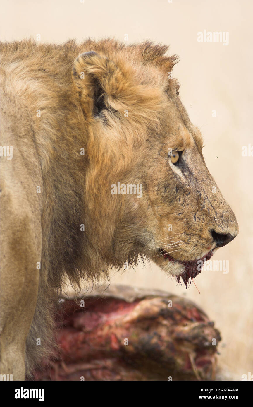 Male African Lion at a kill, South Africa (panthera leo) Stock Photo