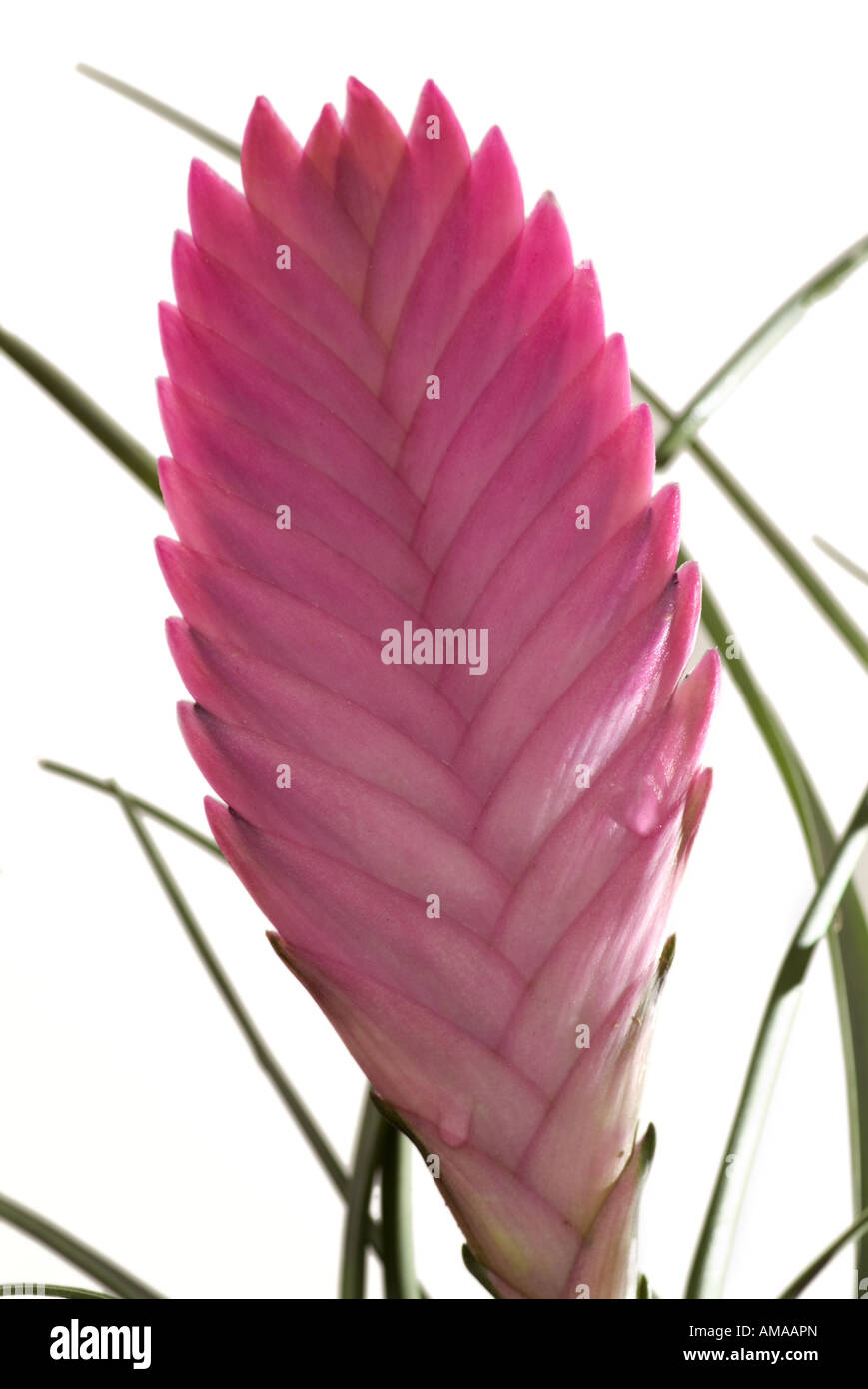 Tillandsia Sp High Resolution Stock Photography and Images - Alamy