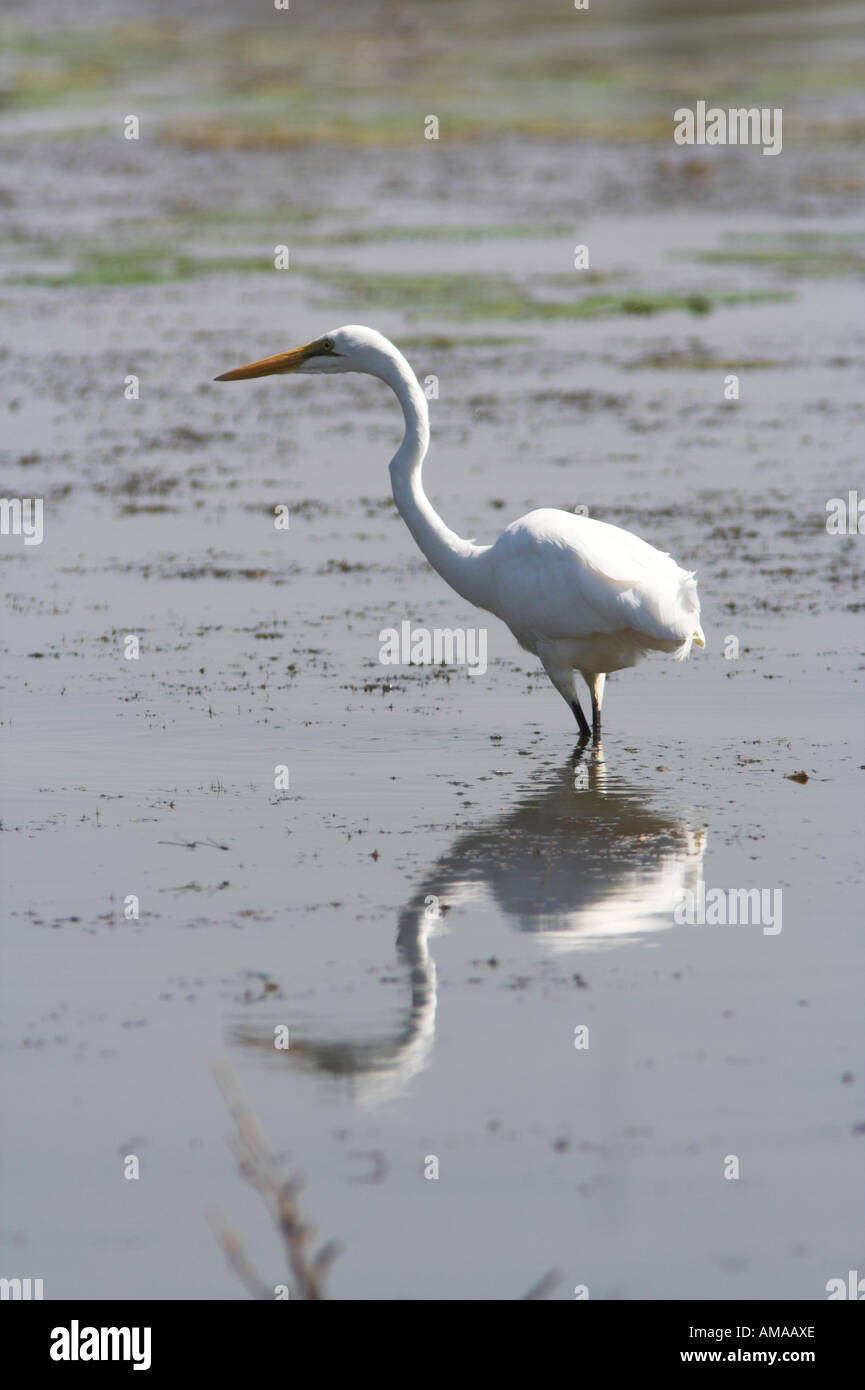 Great White Egret in South Africa Stock Photo - Alamy