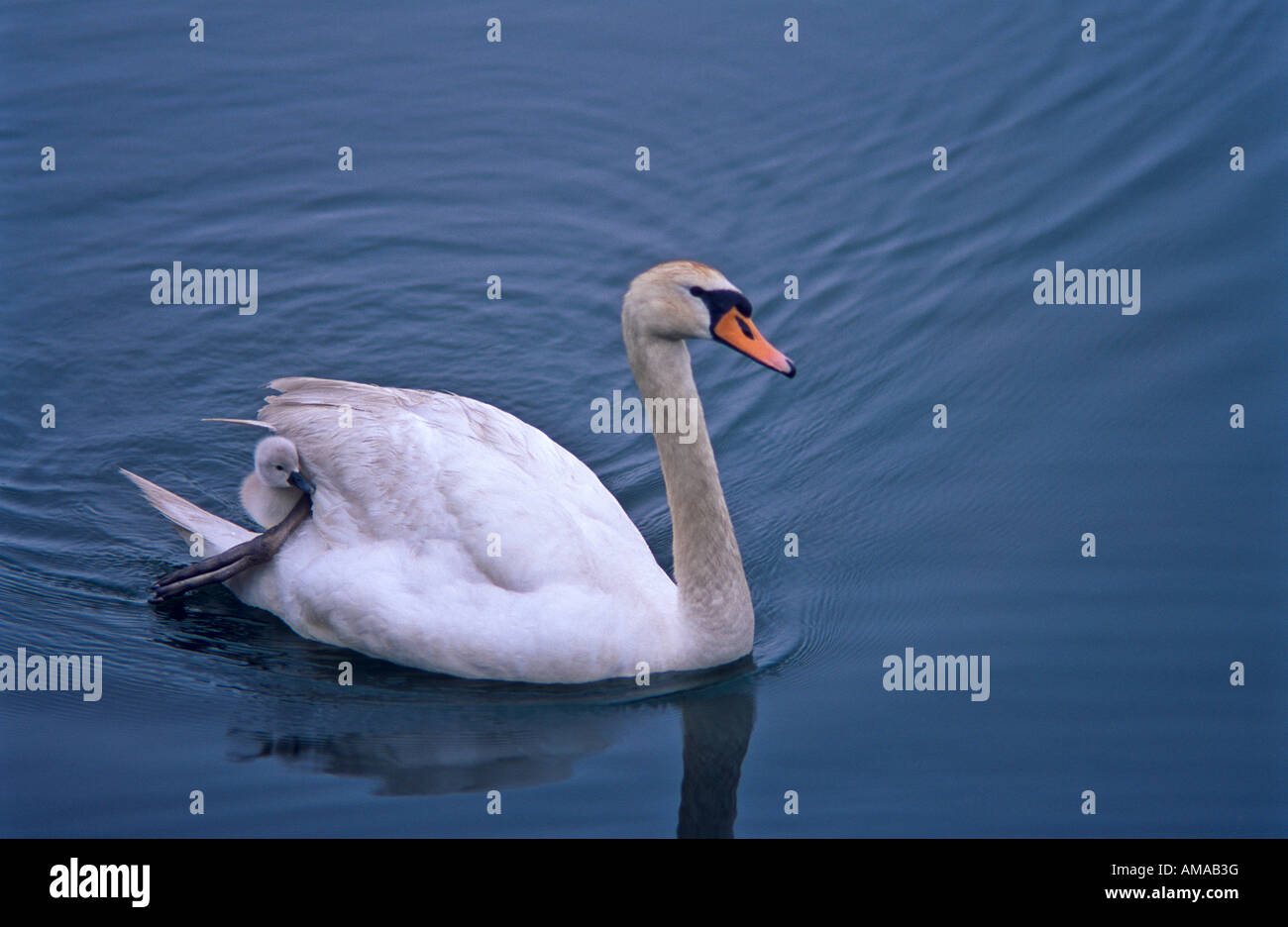 Mute (white) swan and cygnet Stock Photo