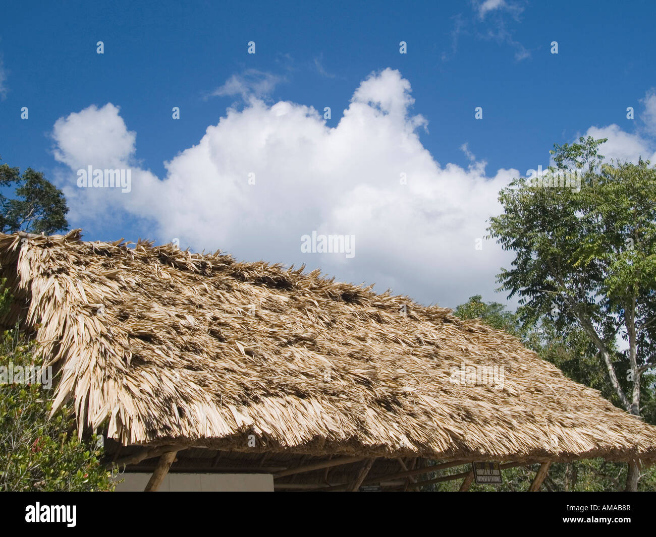 Tikal, Guatemala: Dried leaves on a hut's roof Stock Photo - Alamy