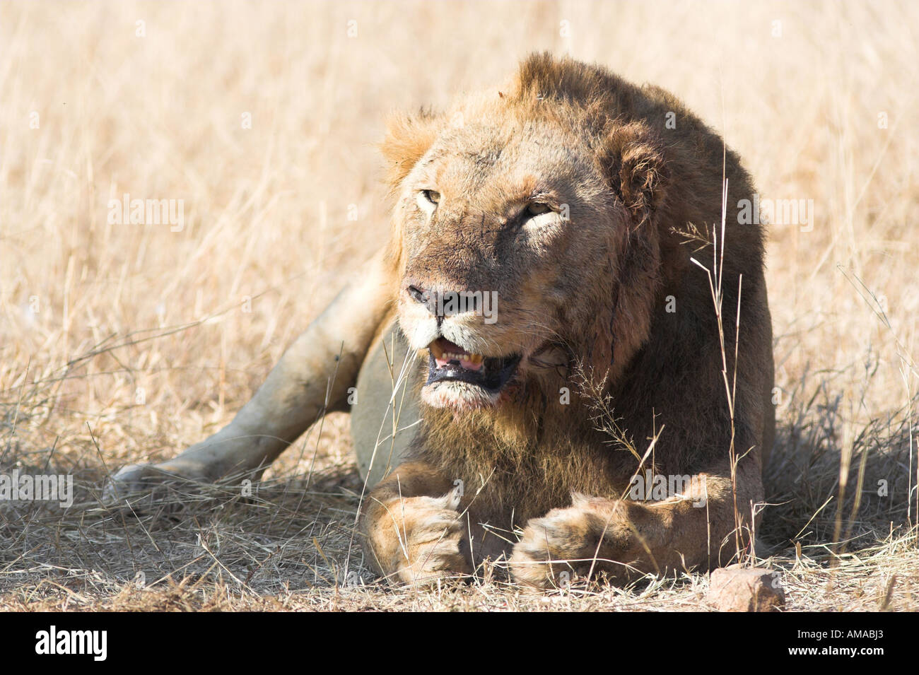 Male African Lion, South Africa (panthera leo) Stock Photo