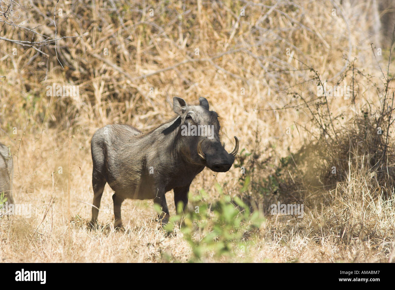 Omnivore omnivores omnivorous savanna hires stock photography and